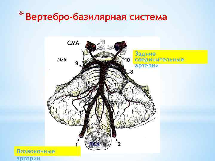 * Вертебро-базилярная система СМА Задние соединительные артерии зма ПСА Позвоночные артерии 