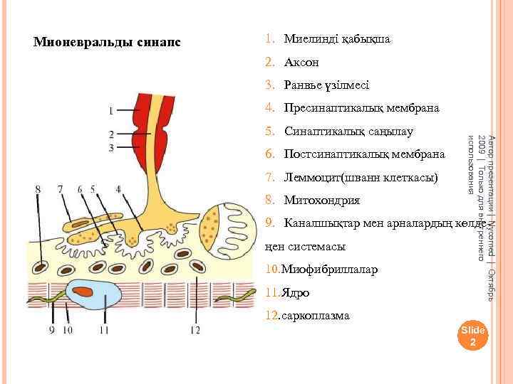 Мионевральды синапс 1. Миелинді қабықша 2. Аксон 3. Ранвье үзілмесі 4. Пресинаптикалық мембрана 6.