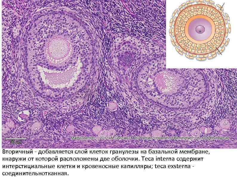 Вторичный - добавляется слой клеток гранулезы на базальной мембране, кнаружи от которой расположены две