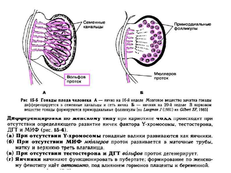 Маточная труба гистология рисунок