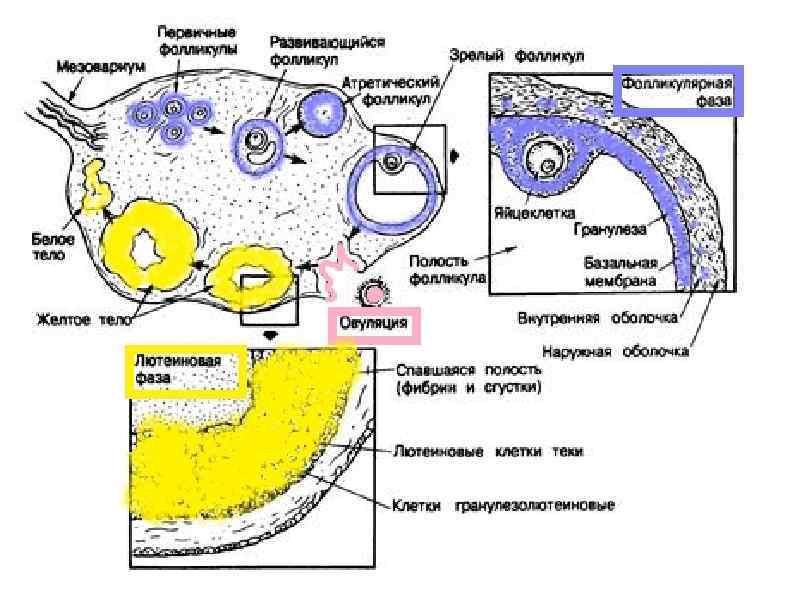 Матка и яичники кошки. Строение маточной трубы гистология. Гипоталамус матка яичник. Мелкоклеточные ядра гипоталамуса.
