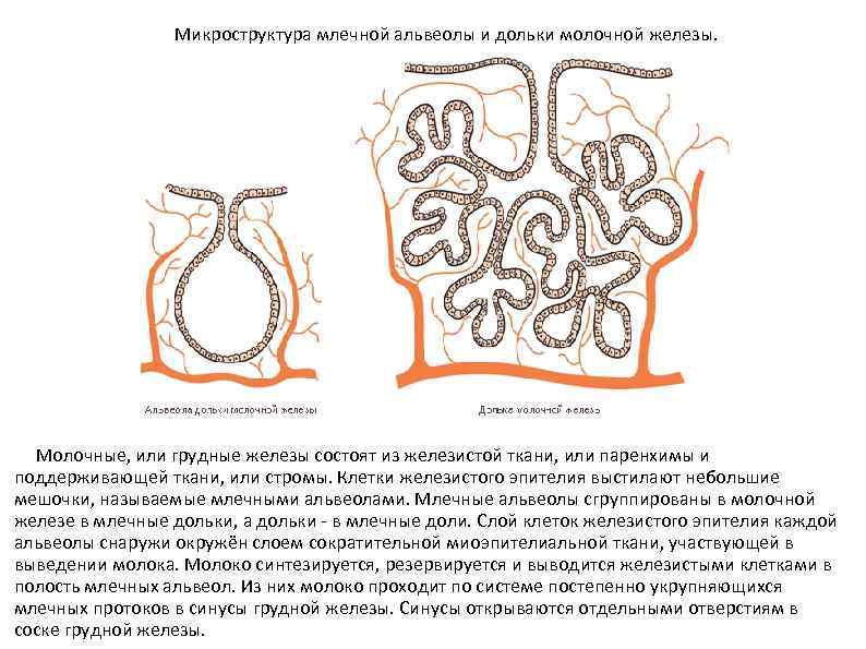  Микроструктура млечной альвеолы и дольки молочной железы. Mолочные, или грудные железы состоят из