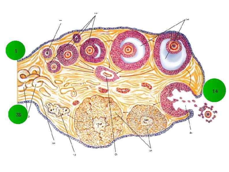 Отделы яичника. Ворота яичника анатомия. Строение яичника млекопитающих. Внутреннее строение яичника. Строение яичника латынь.