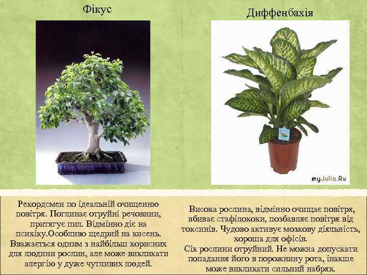 Фікус Рекордсмен по ідеальній очищенню повітря. Поглинає отруйні речовини, притягує пил. Відмінно діє на