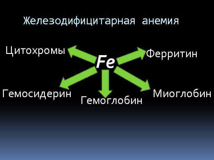 Железодифицитарная анемия Цитохромы Гемосидерин Fe Гемоглобин Ферритин Миоглобин 