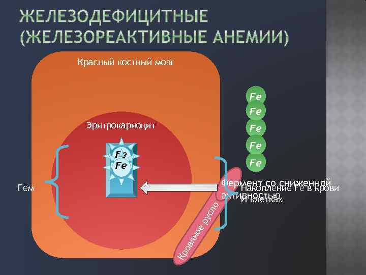 Красный костный мозг Fe Fe Эритрокариоцит Fe Fe Fe Фермент со сниженной Накопление Fe