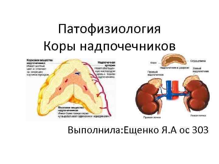 Надпочечники схема корнилова