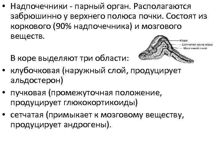 Образования коры надпочечников