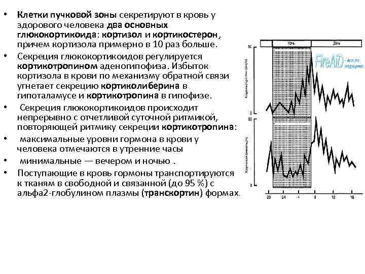  • Клетки пучковой зоны секретируют в кровь у здорового человека два основных глюкокортикоида: