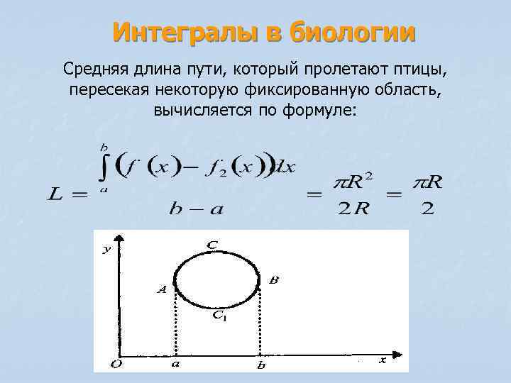 Интегралы в биологии Средняя длина пути, который пролетают птицы, пересекая некоторую фиксированную область, вычисляется