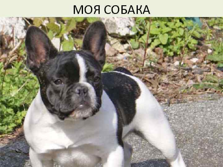 МОЯ СОБАКА 