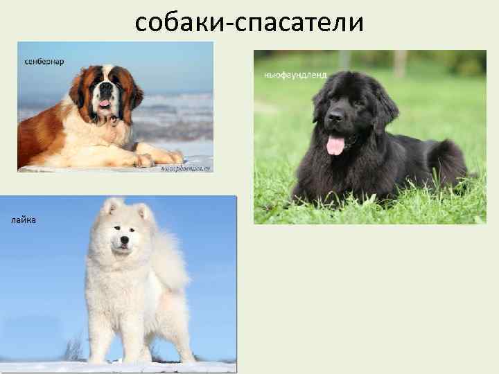 собаки-спасатели 