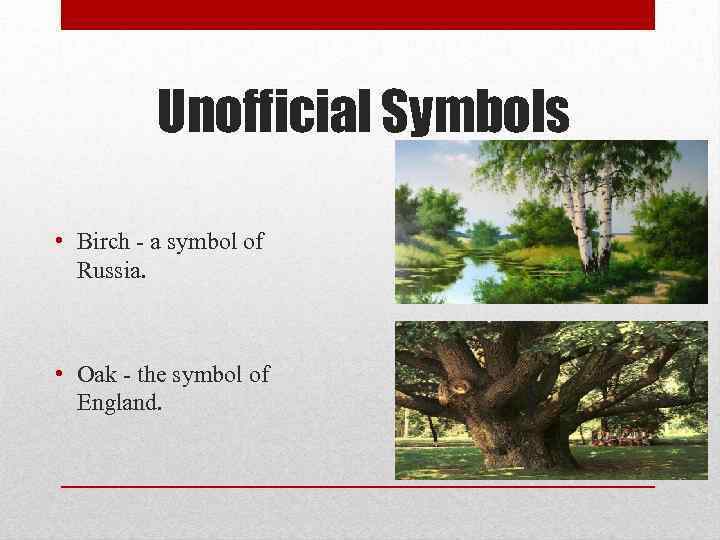Unofficial Symbols • Birch - a symbol of Russia. • Oak - the symbol