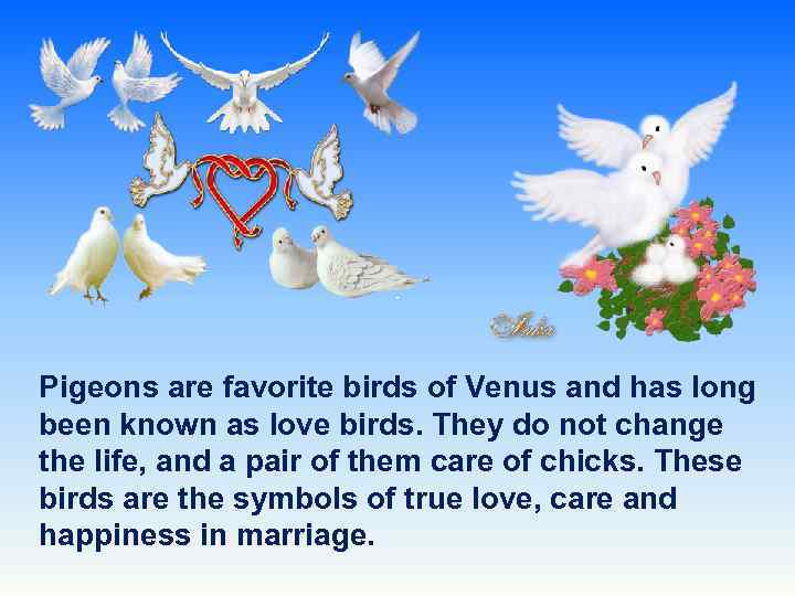 Pigeons are favorite birds of Venus and has long been known as love birds.