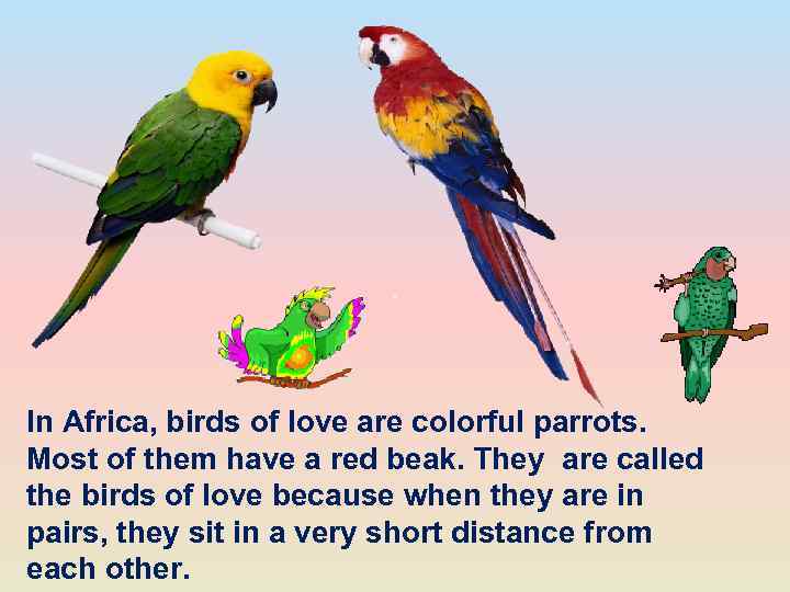 In Africa, birds of love are colorful parrots. Most of them have a red