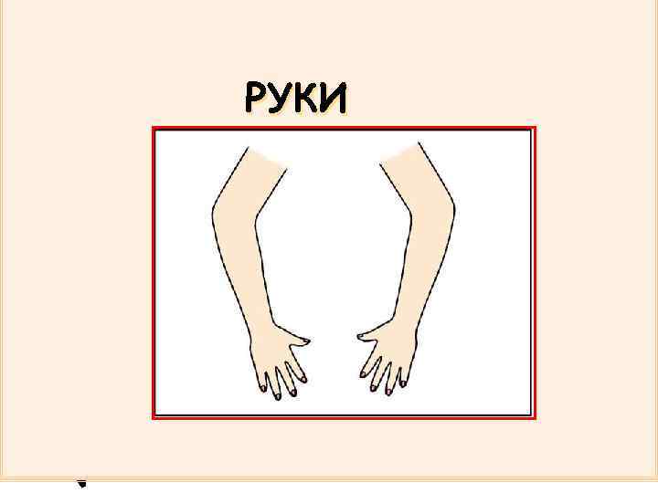 РУКИ 