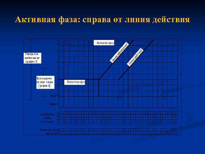 Активная фаза: справа от линия действия 
