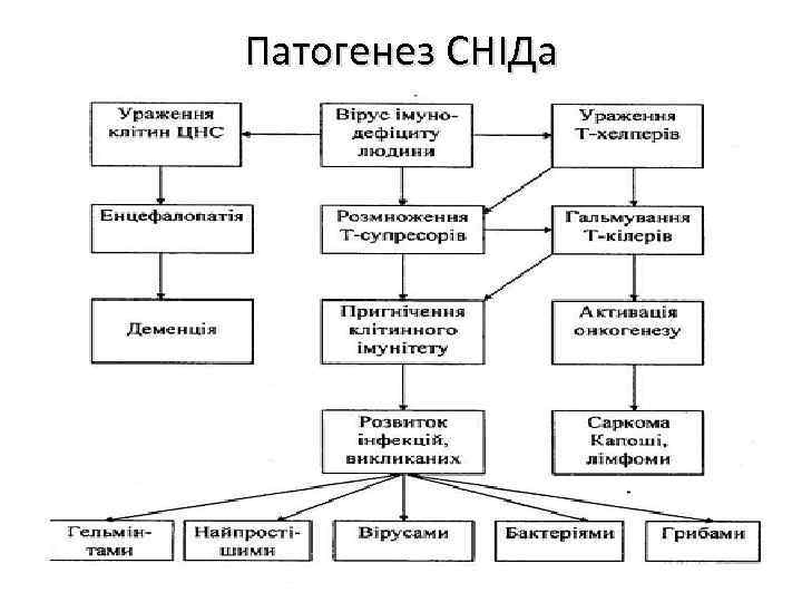 Патогенез СНІДа 