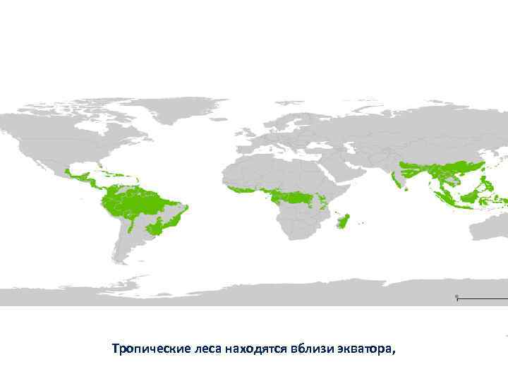 Тропические леса карта