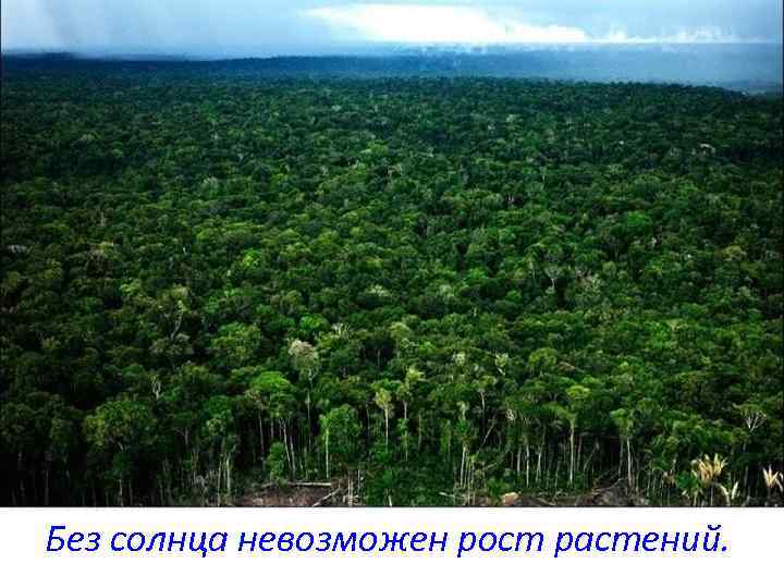 Без солнца невозможен рост растений. 