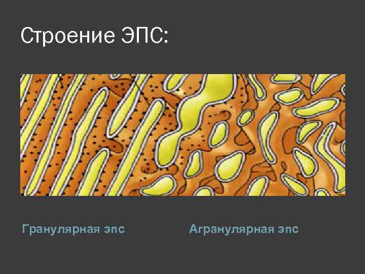 Строение ЭПС: Гранулярная эпс Агранулярная эпс 