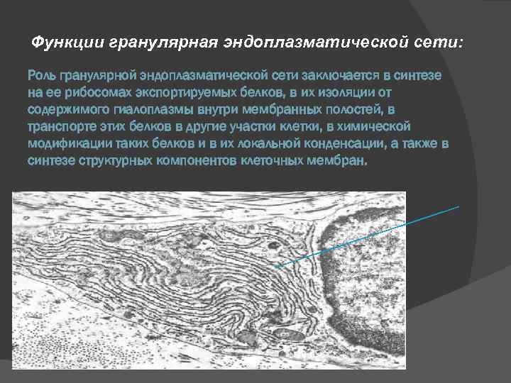 Функции гранулярная эндоплазматической сети: Роль гранулярной эндоплазматической сети заключается в синтезе на ее рибосомах