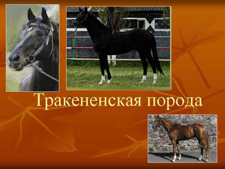 Тракененская порода 