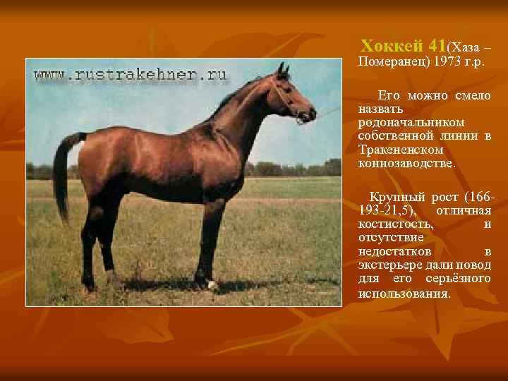Хоккей 41(Хаза – Померанец) 1973 г. р. Его можно смело назвать родоначальником собственной линии