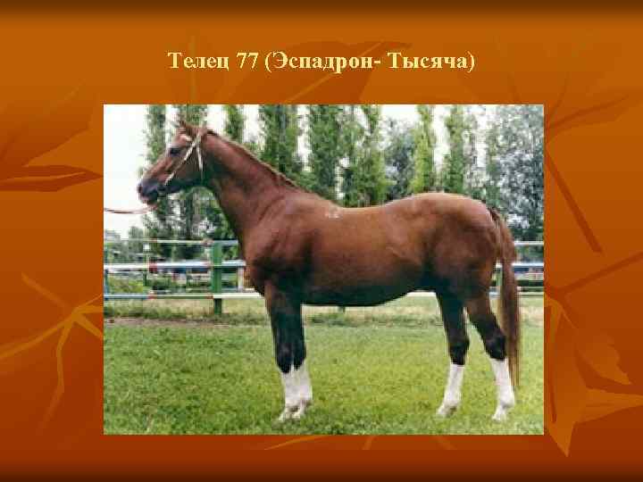 Телец 77 (Эспадрон- Тысяча) 