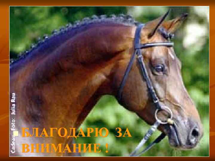 n БЛАГОДАРЮ ЗА ВНИМАНИЕ ! 