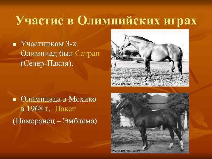 Участие в Олимпийских играх n Участником 3 -х Олимпиад был Сатрап (Север-Пакля). Олимпиада в