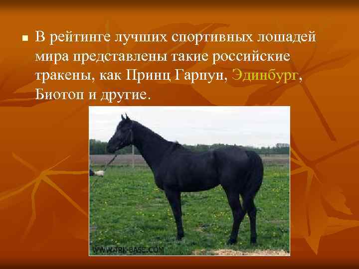 n В рейтинге лучших спортивных лошадей мира представлены такие российские тракены, как Принц Гарпун,