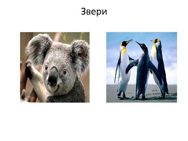 Звери 