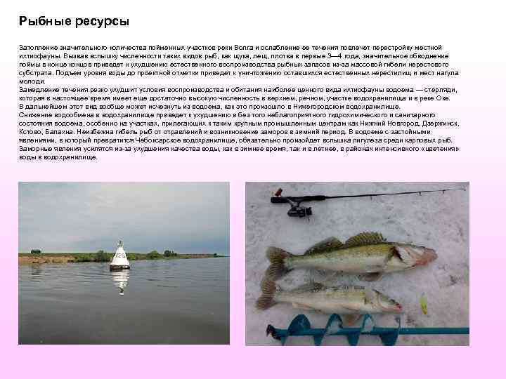 Какие рыбы река волга. Рыба в реке Волга. Рыба в реке Волга фото. Воспроизводство рыбы. Разновидность рыбных ресурсов реки Волга.