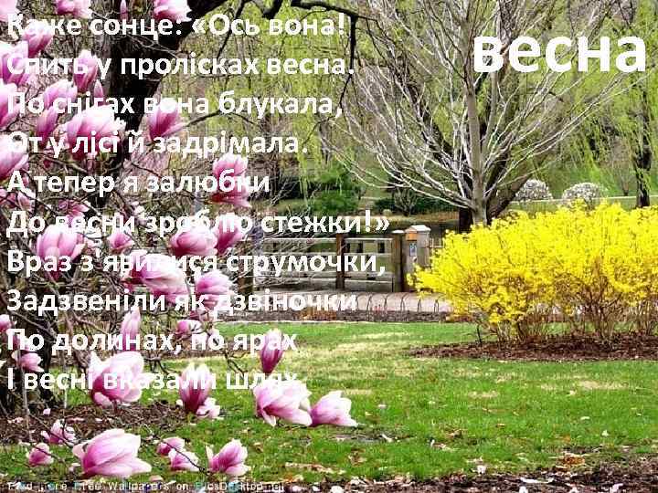 Каже сонце: «Ось вона! Спить у пролісках весна. По снігах вона блукала, От у