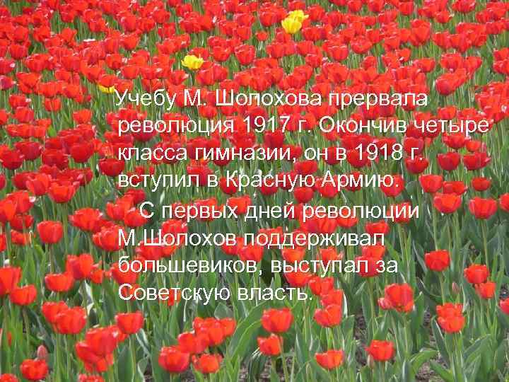  Учебу М. Шолохова прервала революция 1917 г. Окончив четыре класса гимназии, он в