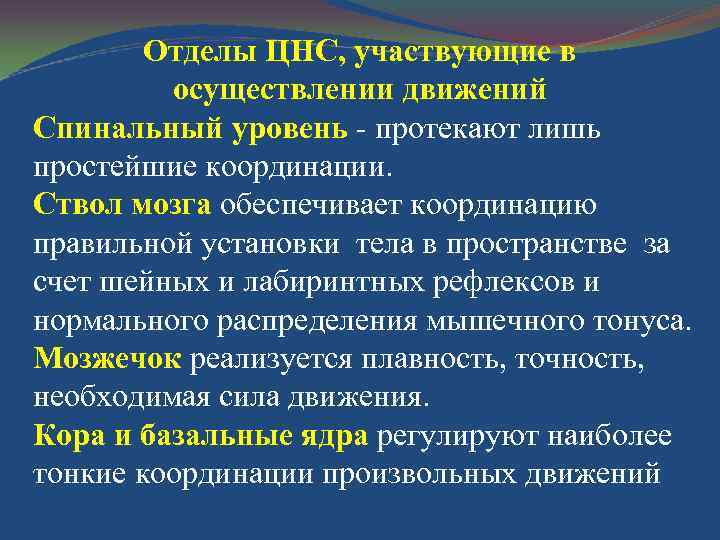 Отделы ЦНС, участвующие в осуществлении движений Спинальный уровень - протекают лишь простейшие координации. Ствол