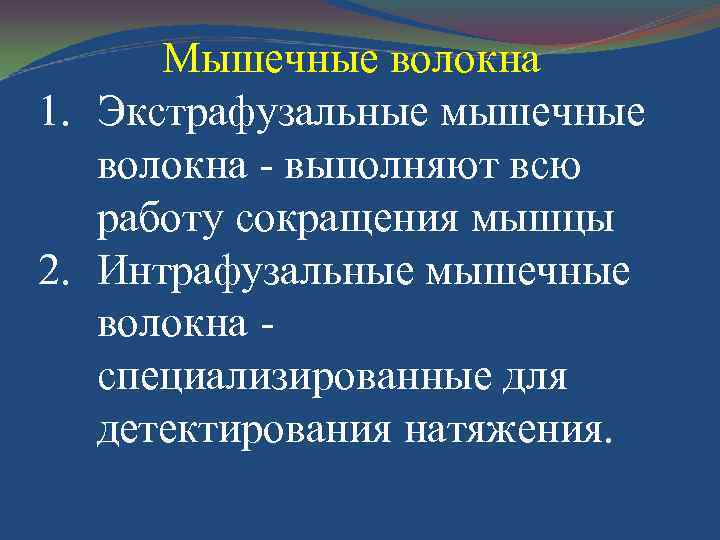 Мышечные волокна 1. Экстрафузальные мышечные волокна - выполняют всю работу сокращения мышцы 2. Интрафузальные