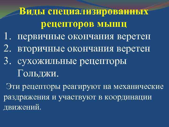 Виды специализированных рецепторов мышц 1. первичные окончания веретен 2. вторичные окончания веретен 3. сухожильные