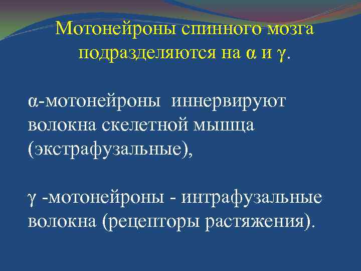 Мотонейроны спинного мозга подразделяются на α и γ. α-мотонейроны иннервируют волокна скелетной мышца (экстрафузальные),