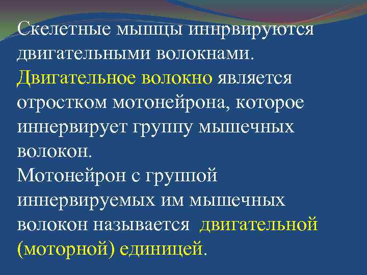 Скелетные мышцы иннрвируются двигательными волокнами. Двигательное волокно является отростком мотонейрона, которое иннервирует группу мышечных