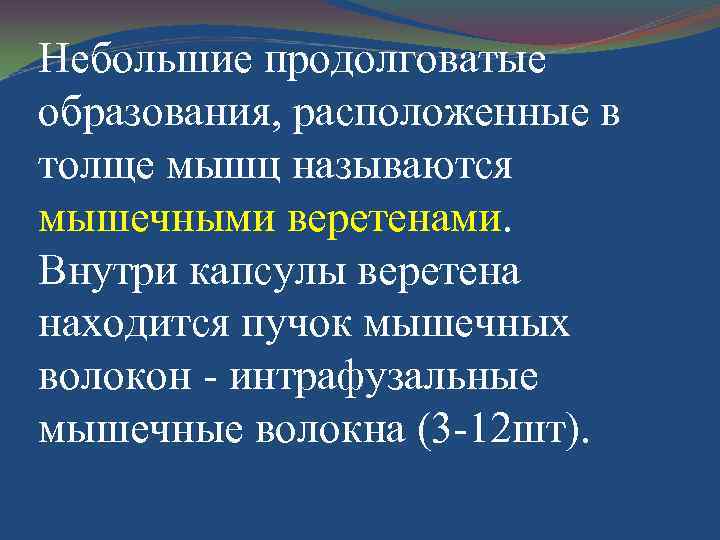 Небольшие продолговатые образования, расположенные в толще мышц называются мышечными веретенами. Внутри капсулы веретена находится