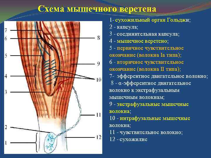 Схема мышечного веретена 1 - сухожильный орган Гольджи; 2 - капсула; 3 - соединительная