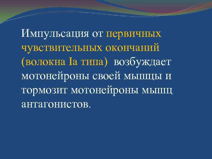 Импульсация от первичных чувствительных окончаний (волокна Iа типа) возбуждает мотонейроны своей мышцы и тормозит