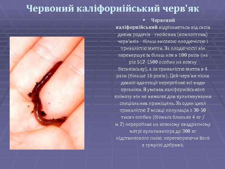 Червоний каліфорнійський черв'як § Червоний каліфорнійський відрізняється від своїх диких родичів - гнойових (компостних)