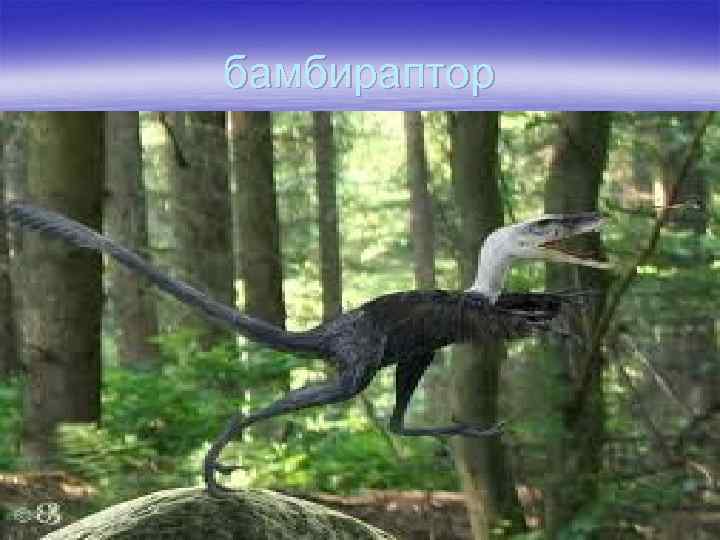 бамбираптор 