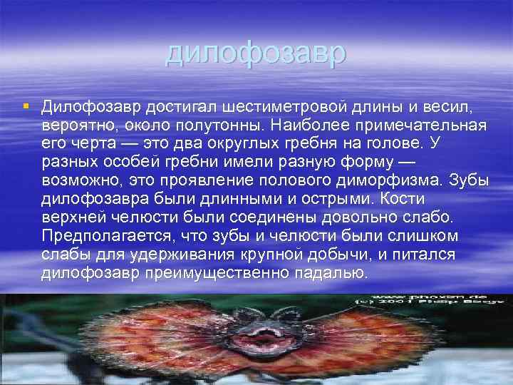 дилофозавр § Дилофозавр достигал шестиметровой длины и весил, вероятно, около полутонны. Наиболее примечательная его