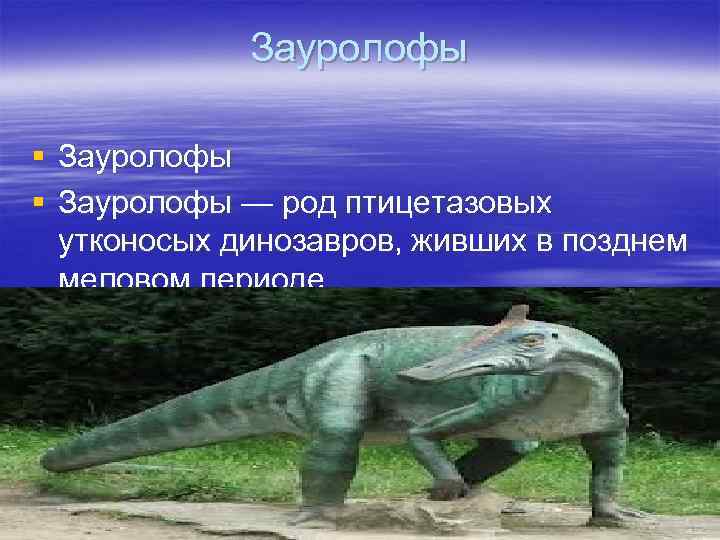 Зауролофы § Зауролофы — род птицетазовых утконосых динозавров, живших в позднем меловом периоде. 