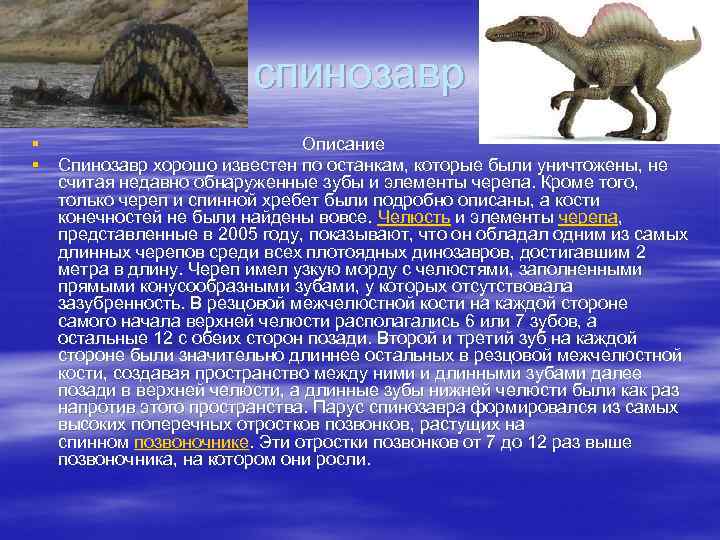 спинозавр § Описание § Спинозавр хорошо известен по останкам, которые были уничтожены, не считая