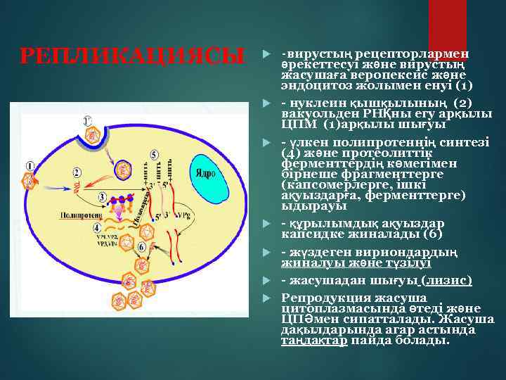 РЕПЛИКАЦИЯСЫ -вирустың рецепторлармен әрекеттесуі және вирустың жасушаға веропексис және эндоцитоз жолымен енуі (1) -